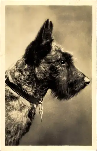 Foto Ak Portrait eines Terriers, Hundeschnauze, Halsband, Spitze Ohren