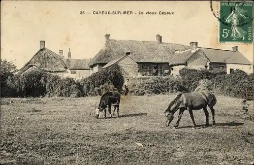 Ak Cayeux sur Mer Somme, alte Häuser, Weide