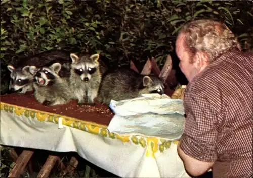 Ak Bad Harzburg am Harz, Waldgasthaus Rabenklippe, Inh. Rolf Heinemann, Waschbären