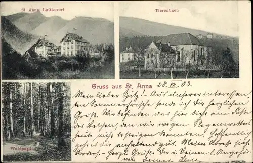 Ak Sainte Anne Jungholtz Jungholz Elsass Haut Rhin, Tierenbach, Waldpartie