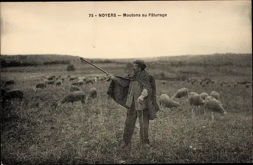 Ak Noyers, Schäfer mit Schafherde