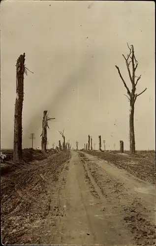 Foto Ak Belgien, zerstörte Bäume am Wegesrand