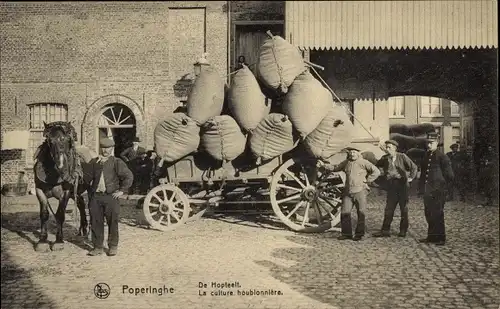 Ak Poperinghe Poperinge Westflandern, Hopfenanbau