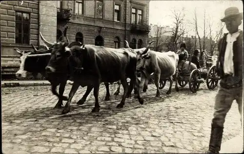 Foto Ak Rinderkarren in einem Ort