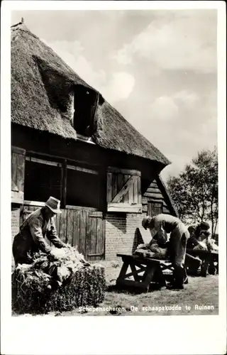 Ak Meppel Drenthe Niederlande, Scheren der Schafe