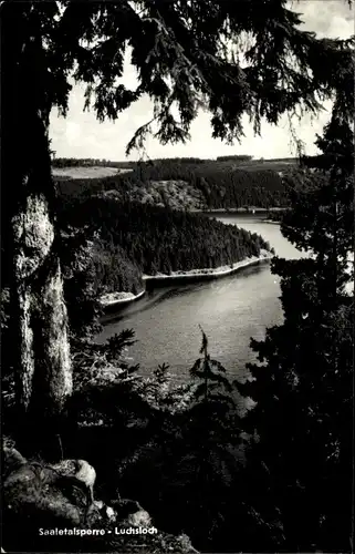 Ak Saalburg in Thüringen, Luchsloch, Blick auf Stausee der Bleiloch-Saaletalsperre