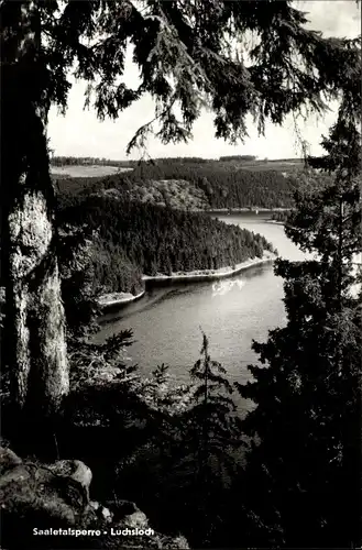 Ak Saalburg in Thüringen, Luchsloch, Blick auf Stausee der Bleiloch-Saaletalsperre