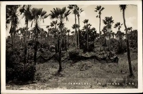 Foto Ak Carnaubal de Penha Brasilien, Palmen, Netze
