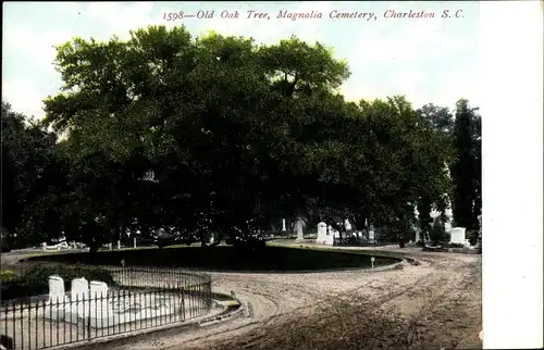Ak Charleston South Carolina USA, Old Oak Tree, Magnolia Cemetery