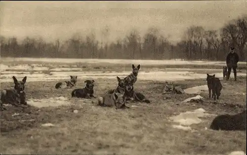 Ak Sanitätshunde bei der Rast