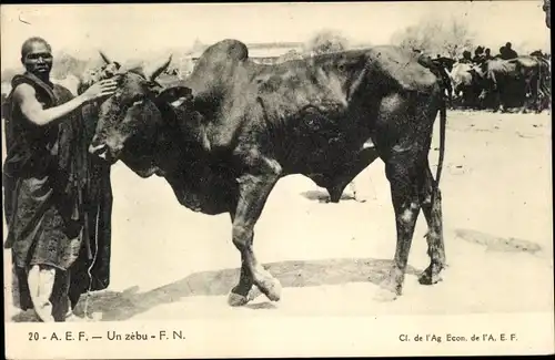 Ak Gabun Französisch Äquatorialafrika, Zebu, Buckelrind, Afrikaner, Viehmarkt