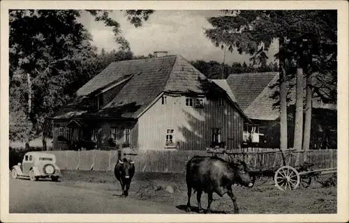 Ak Ilfeld am Harz Thüringen, Forsthaus Birkenmoor, Kühe
