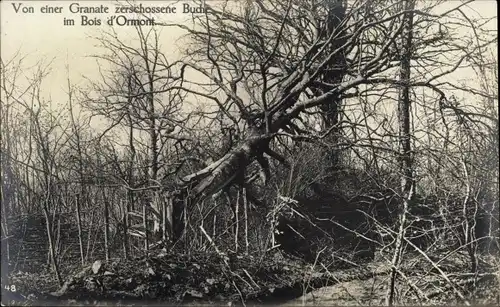 Ak Vosges Lorraine Moselle, Bois d'Ormont, von einer Granate zerschossene Buche