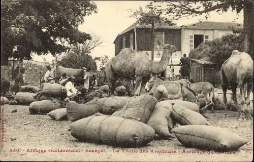 Ak Senegal, La Traite des Arachides, Transport von Erdnüssen, Kamele