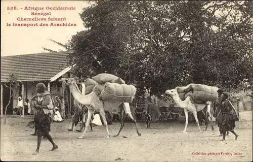 Ak Senegal, Kamele transportieren Erdnüsse
