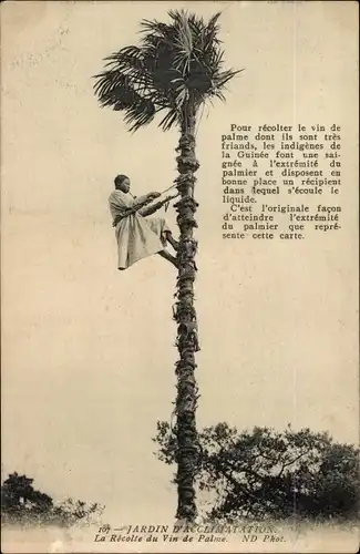 Ak Paris XVI., Jardin d'Acclimatation, Völkerschau, Ernte von Palmwein