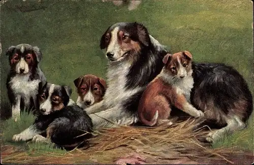 Ak Hunde-Familie, Jungtiere, Collie