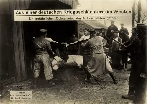 Ak Westfront, Ochse wird getötet, Kriegsschlächterei, I WK