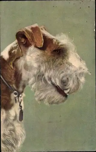 Künstler Ak Fox Terrier, Hundeportrait