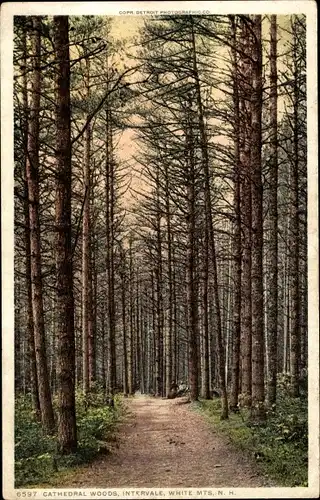 Ak-Intervall New Hampshire USA, Cathedral Woods, White Mountains