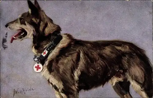 Künstler Ak v. d. Heide, J. W., Sanitätshund, Deutscher Schäferhund