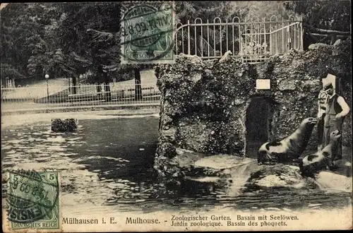 Ak Mulhouse Mülhausen Elsass Haut Rhin, Zoologischer Garten, Bassin mit Seelöwen