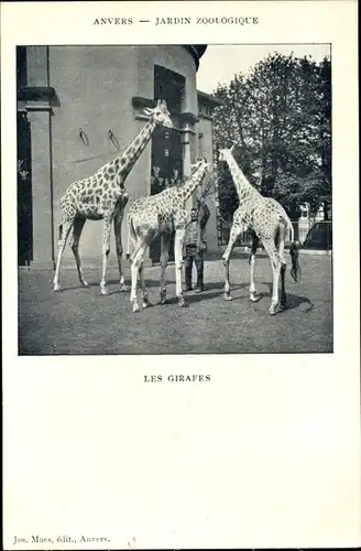 Ak Anvers Antwerpen Flandern, Jardin Zoologique, Les Girafes