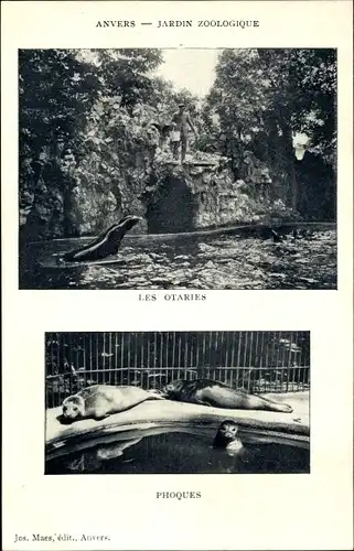 Ak Anvers Antwerpen Flandern, Jardin Zoologique, Les Otaries, Phoques