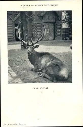 Ak Anvers Antwerpen Flandern, Jardin Zoologique, Cerf Wapiti