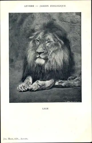 Ak Anvers Antwerpen Flandern, Jardin Zoologique, Lion