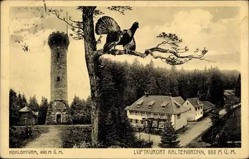 Ak Kaltenbronn Gernsbach im Murgtal Schwarzwald, Hohlohturm, Gasthaus, Auerhahn