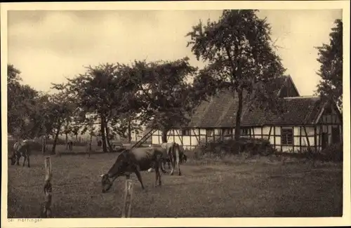 Foto Ak Hattingen an der Ruhr, Gehöft, Fachwerkhäuser, Kuhweide