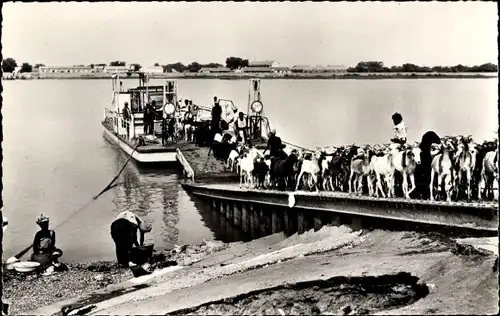 Ak Senegal, Fähre, Ziegenherde