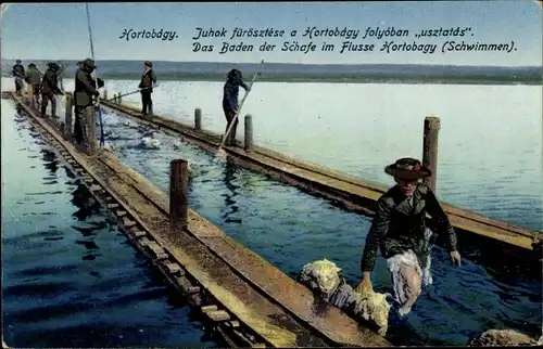 Ak Hortobágy Ungarn, Das Baden der Schafe, Fluss Hortobagy, Schwimmen