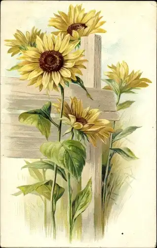 Litho Blühende Sonnenblumen, Holzzaun