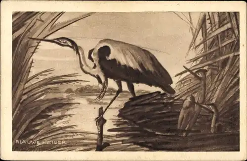 Ak Graureiher, Nest, Jungtiere, Gewässer