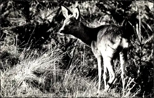 Ak Reh, Jungtier, Wald, Tannenbäume