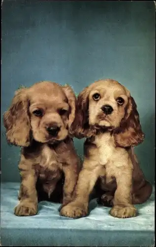 Ak Zwei junge Hunde, Welpen, Spaniels