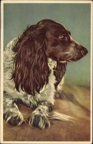 Ak Weiß-brauner Hund, Portrait, Tier-Portrait