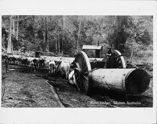 Foto West Australien, Forstwirtschaft, Karri Holz, Baumstämme