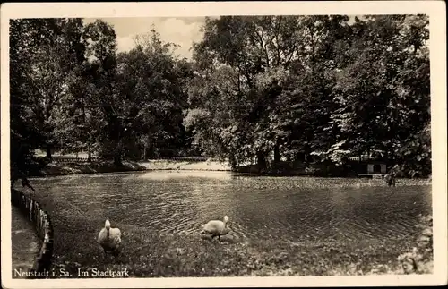 Ak Neustadt in Sachsen, Stadtpark, Teich, Schwäne