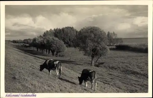 Foto Ak Kollmar an der Niederelbe, Kühe weiden