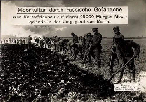 Ak Morrkultur durch russische Kriegsgefangene, Kartoffelanbau bei Berlin, I WK