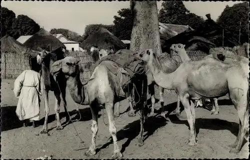Ak Kaolack Senegal, Kamele