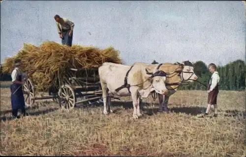 Ak Bauern bei der Ernte, Stroh, Ochsenkarren, Fuhrwerk