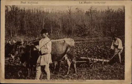 Ak Rumänische Bauern beim Pflügen, Rinderpflug