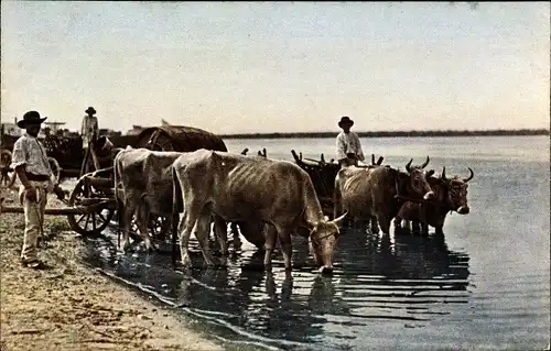 Ak Balkan, Büffelgeschirre, Zugochsen trinken am Wasser, Strand