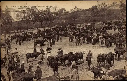 Ak Auvergne, Viehmarkt, Rinder