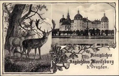Ak Moritzburg in Sachsen, Jagdschloss, Hirsche
