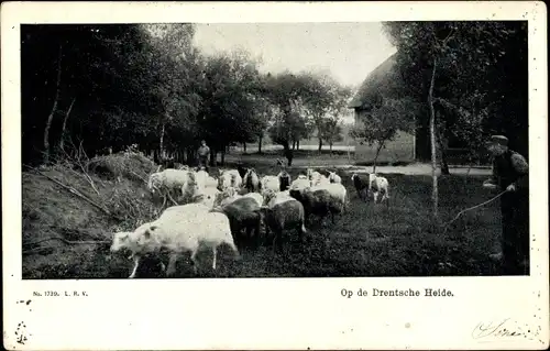 Ak Drenthe Niederlande, Drentsche Heide, Schäfer, Schafherde